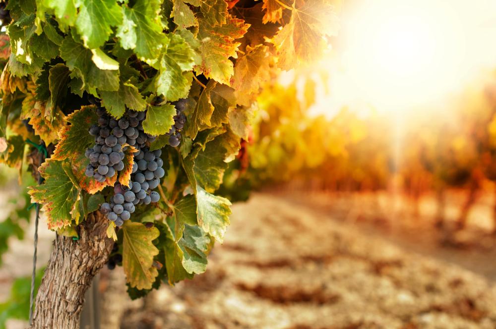 Vigne à Solutré Pouilly